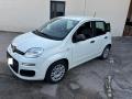 usato FIAT Panda