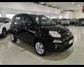 usato FIAT Panda