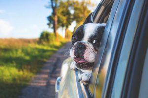 In auto con il cane: consigli di viaggio